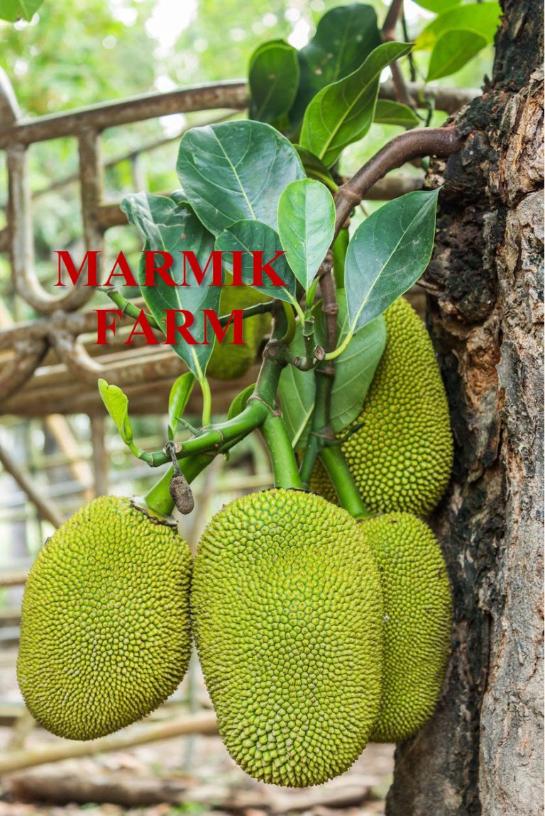 JACKFRUIT FRESH Marmik Farm